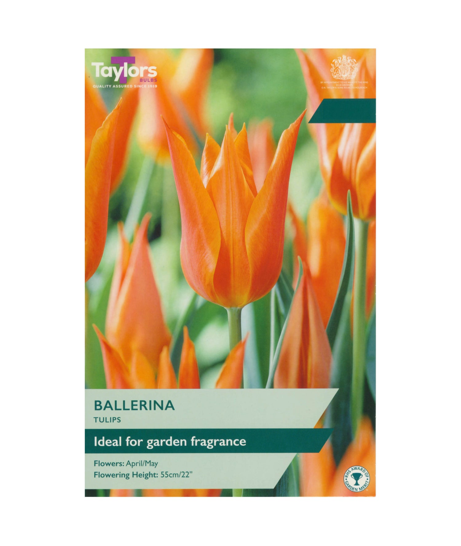 Tulip &