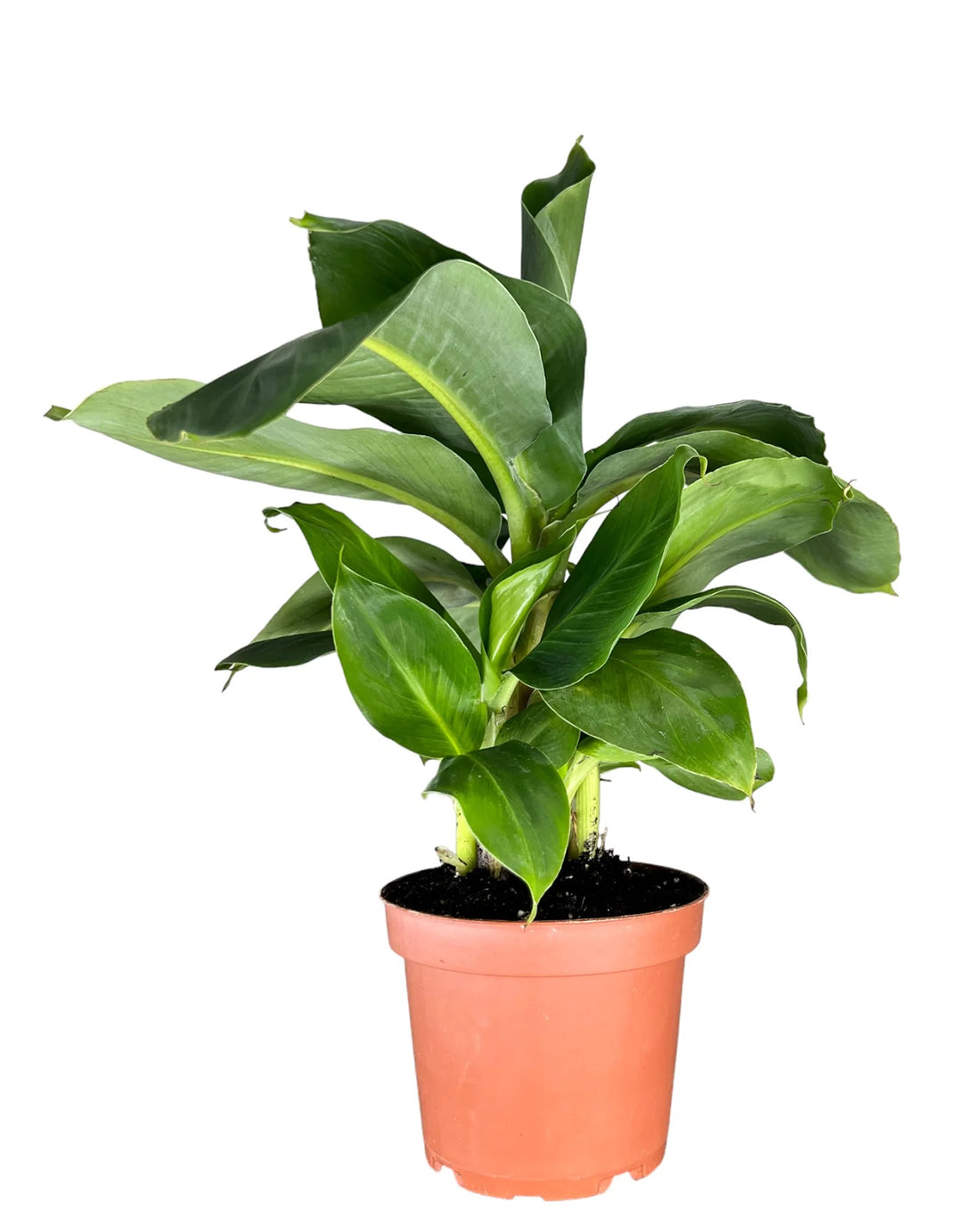 Oriental Dwarf Banana Plant - 12cm pot
