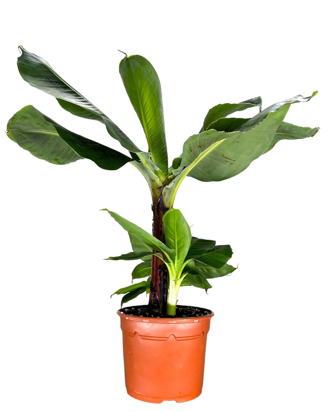 Oriental Dwarf Banana Plant - 17cm pot
