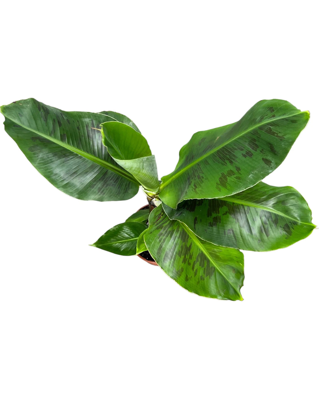 Oriental Dwarf Banana Plant - 17cm pot