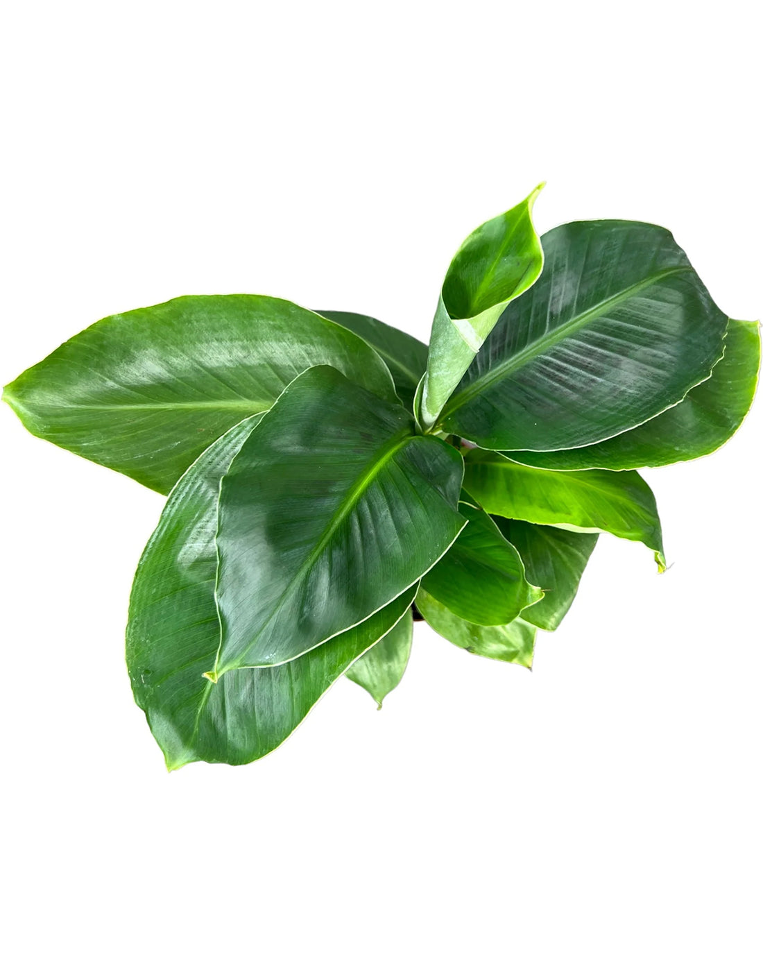Oriental Dwarf Banana Plant - 12cm pot