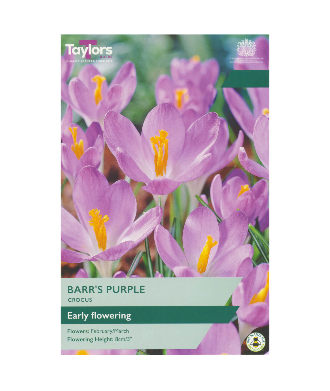 Crocus &