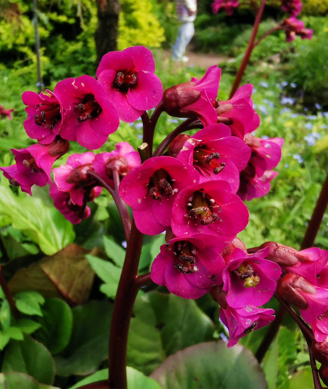 Bergenia &