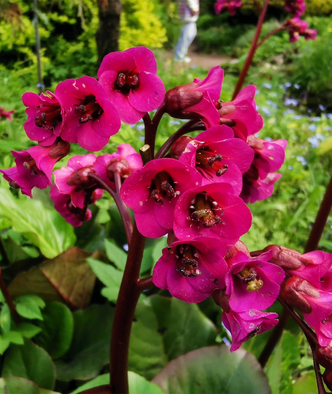 Bergenia &
