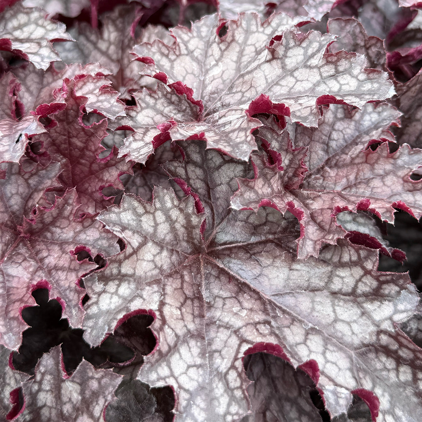 Heuchera &