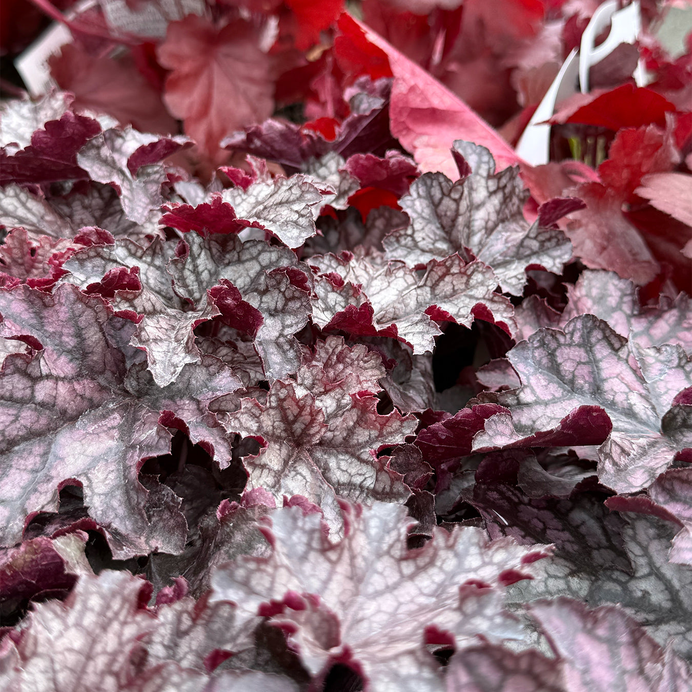 Heuchera &