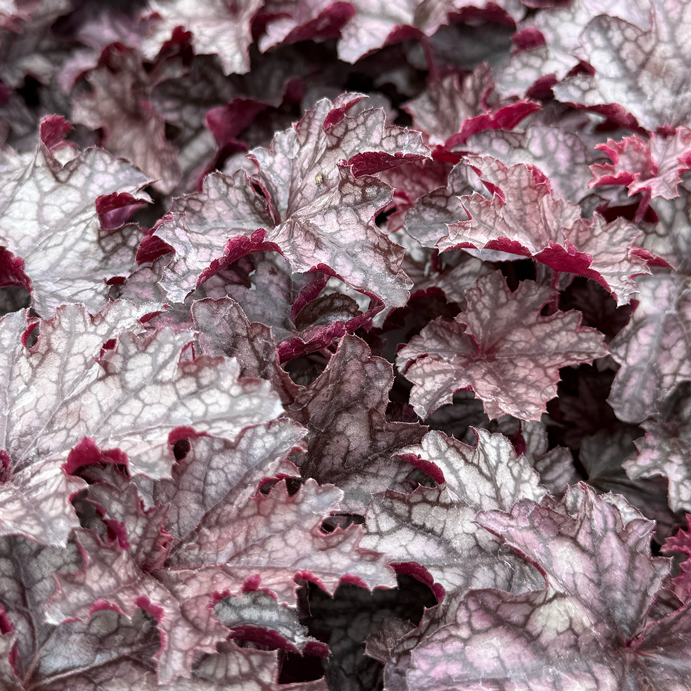 Heuchera &