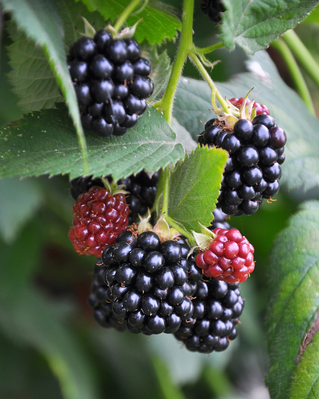 Blackberry &