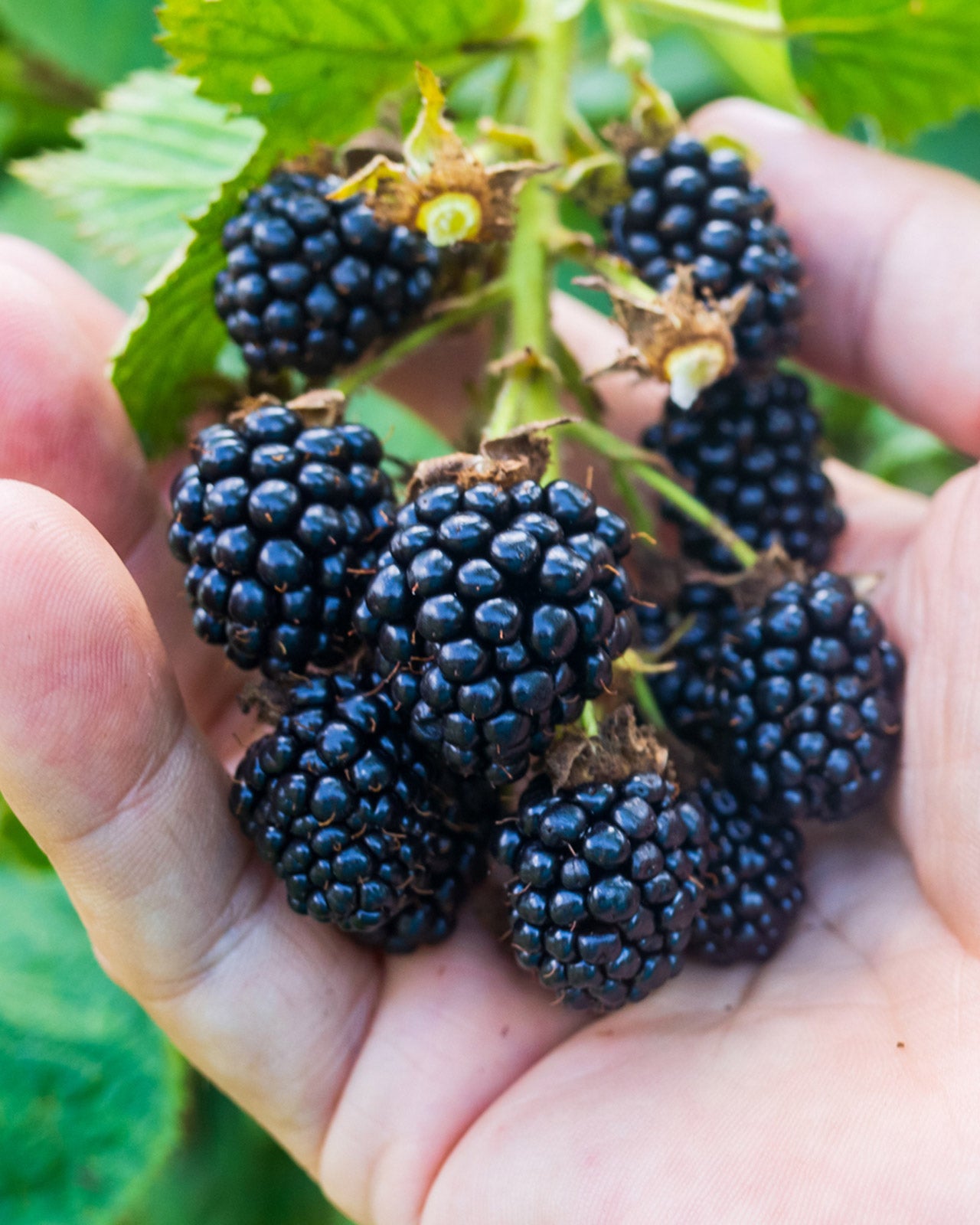 Blackberry &