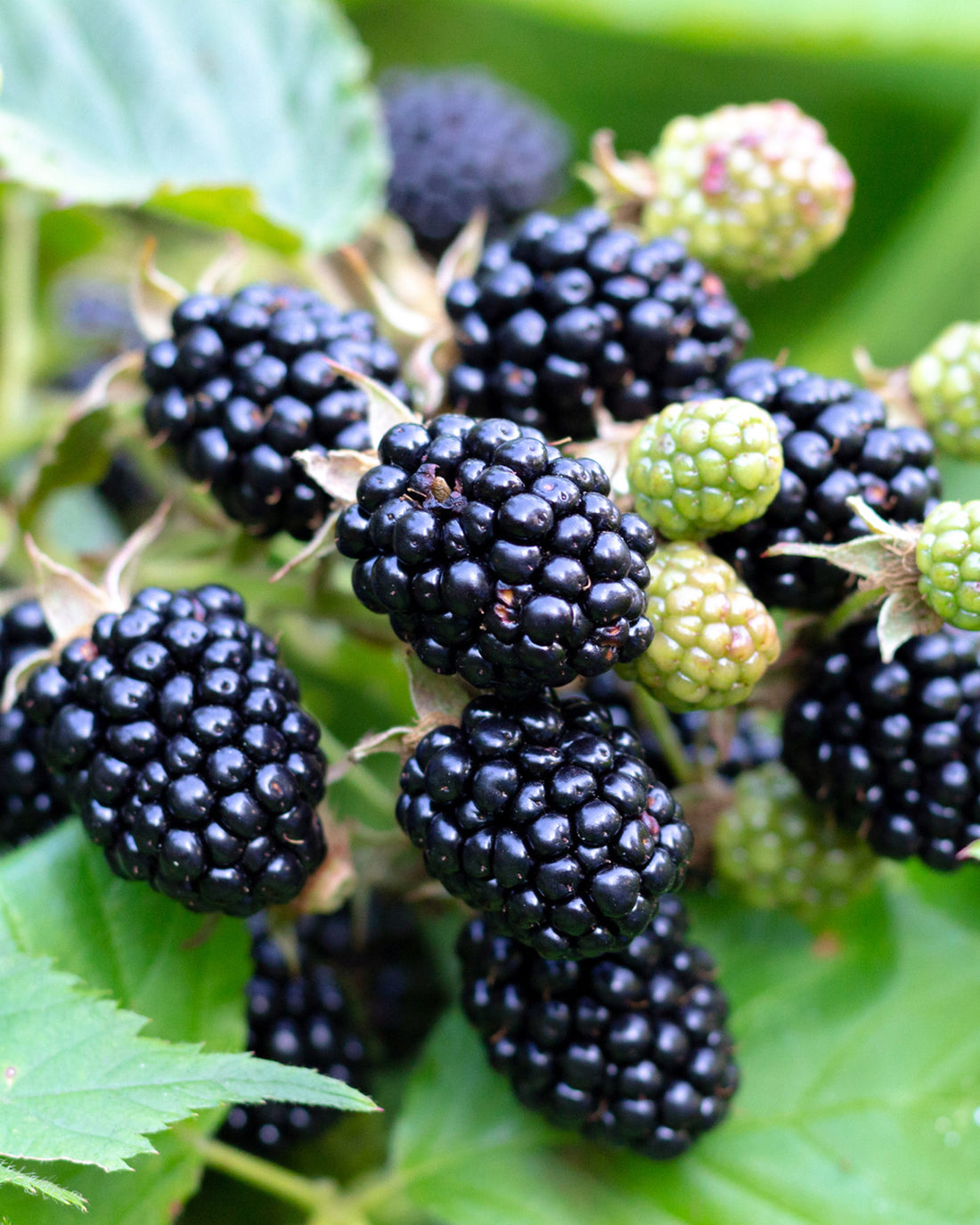 Blackberry &