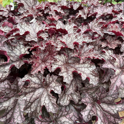 Heuchera &