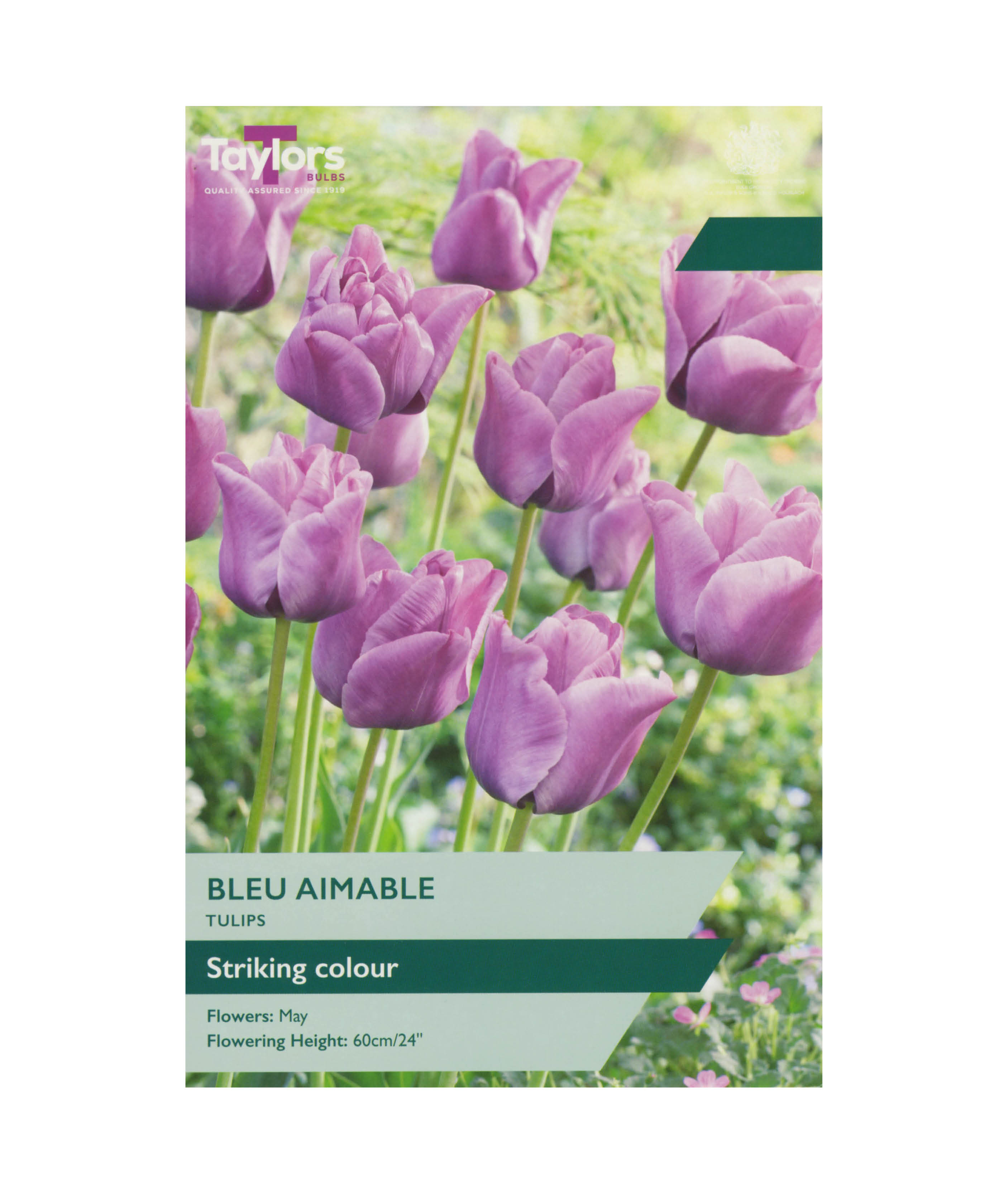 Tulip &