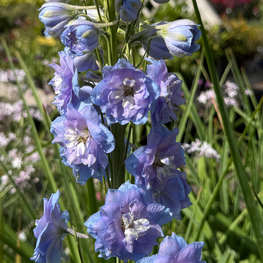 Delphinium &