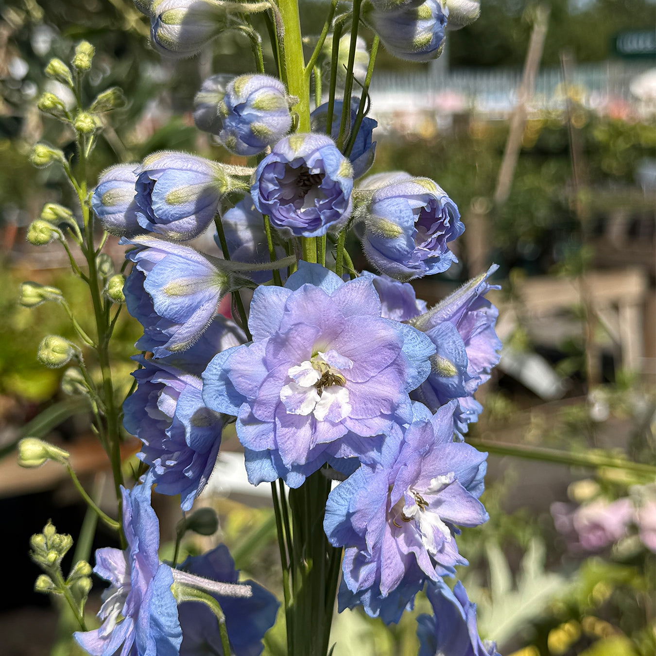 Delphinium &