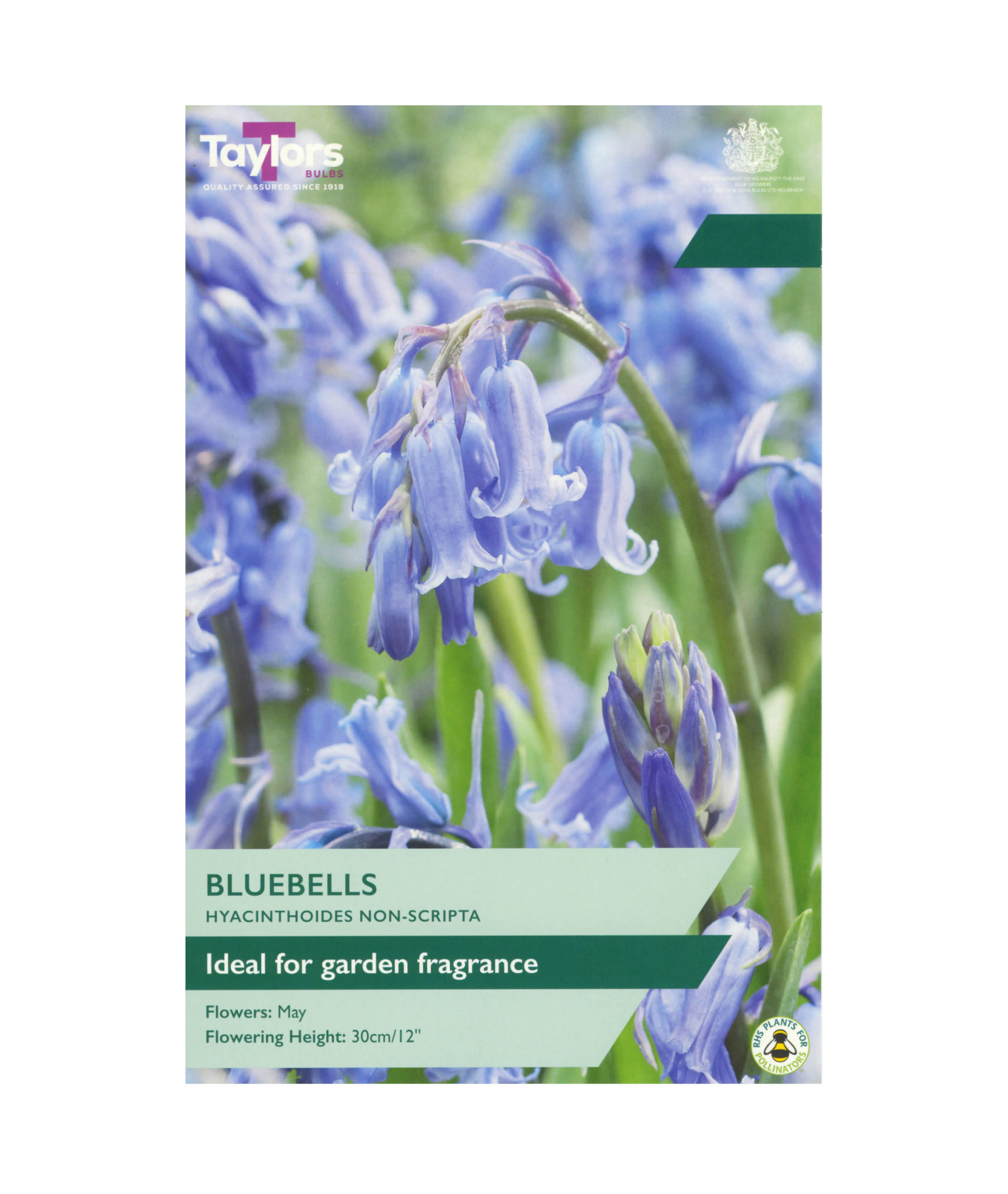 Bluebells