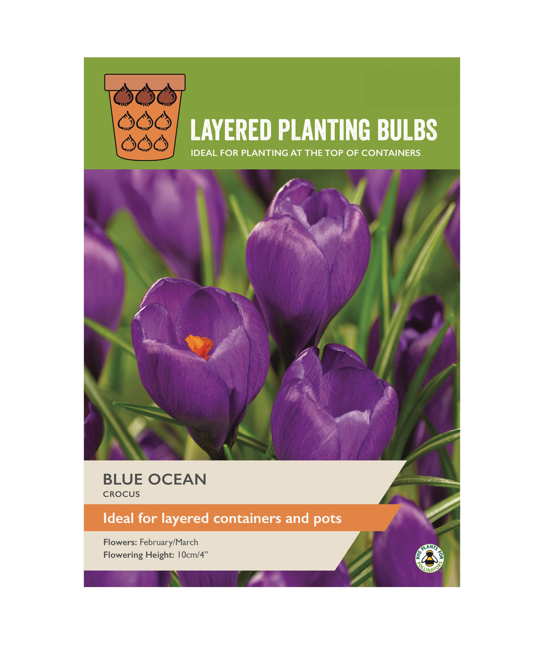 Crocus Blue Ocean