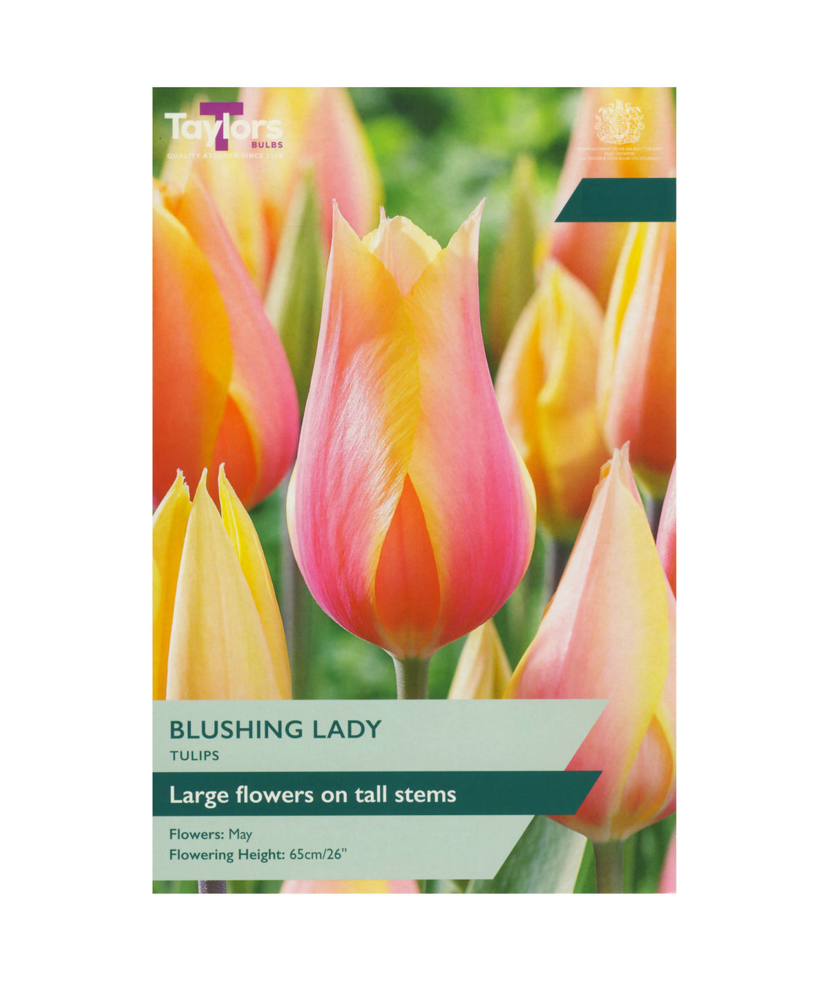 Tulipa &