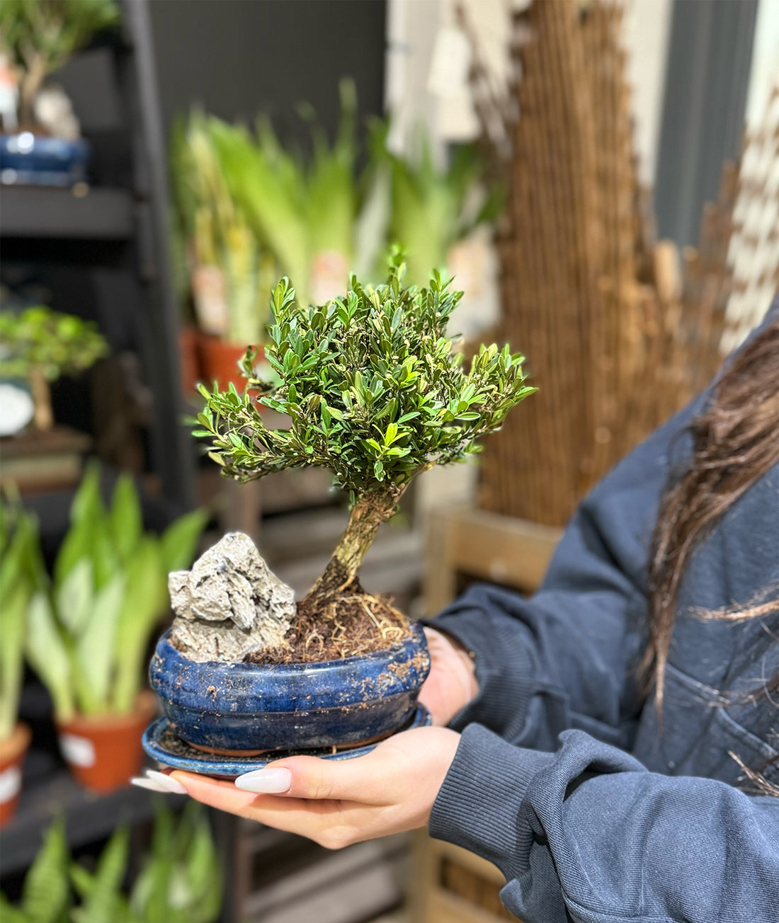 Boxwood Bonsai display in a ceramic pot