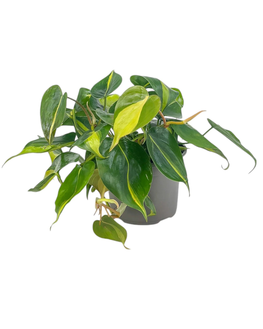 Philodendron ‘Brazil’