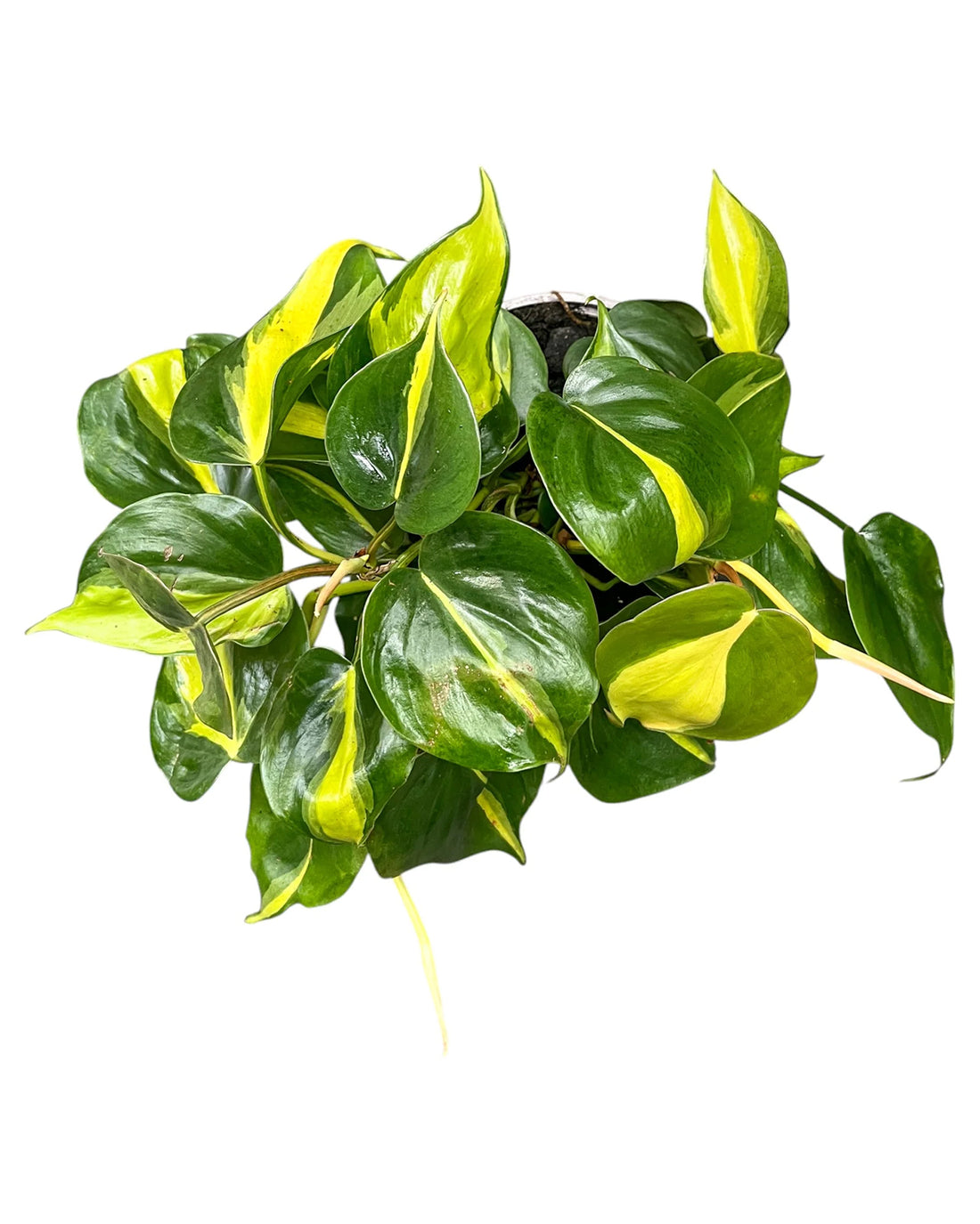 Philodendron ‘Brazil’