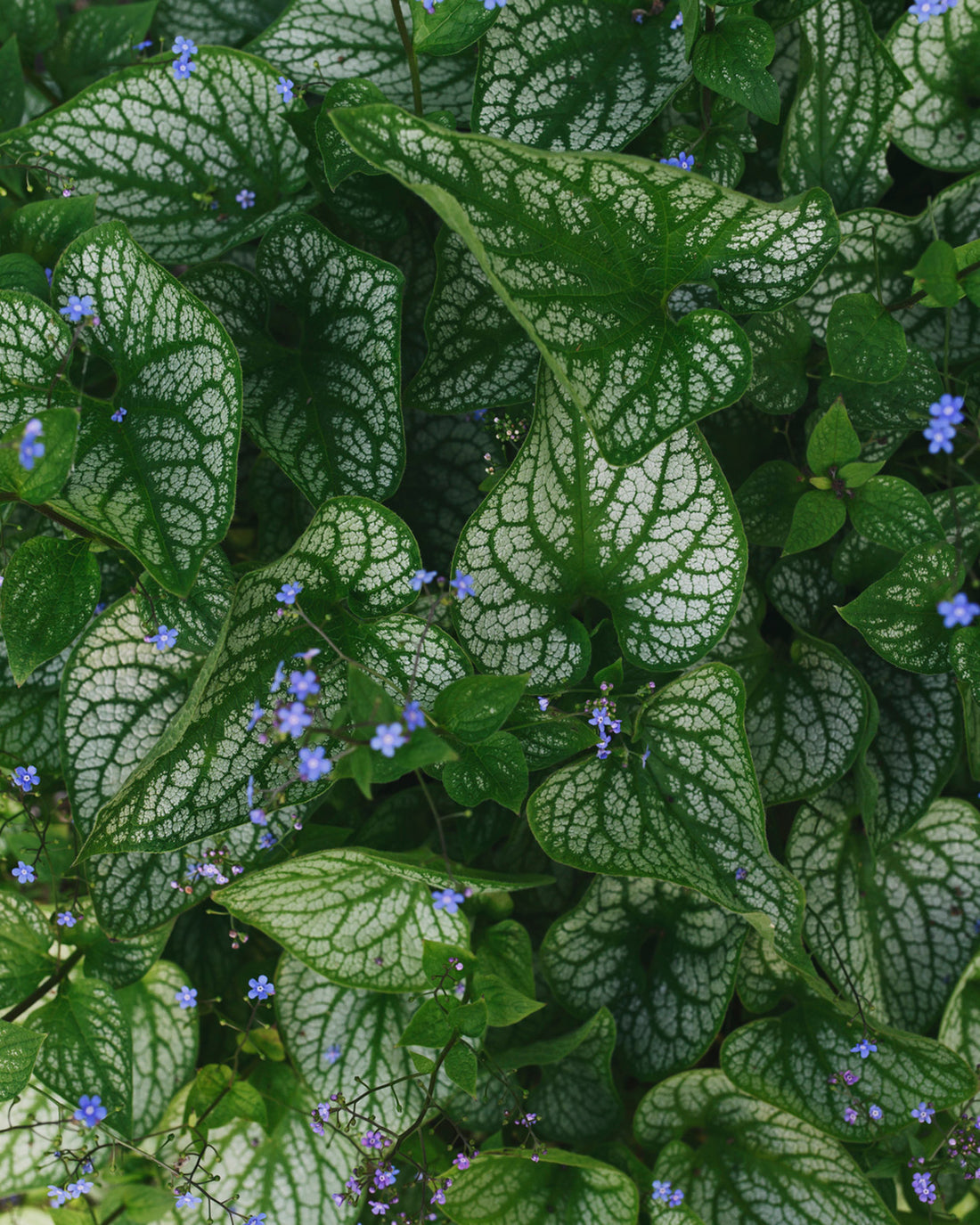 Brunnera macrophylla &