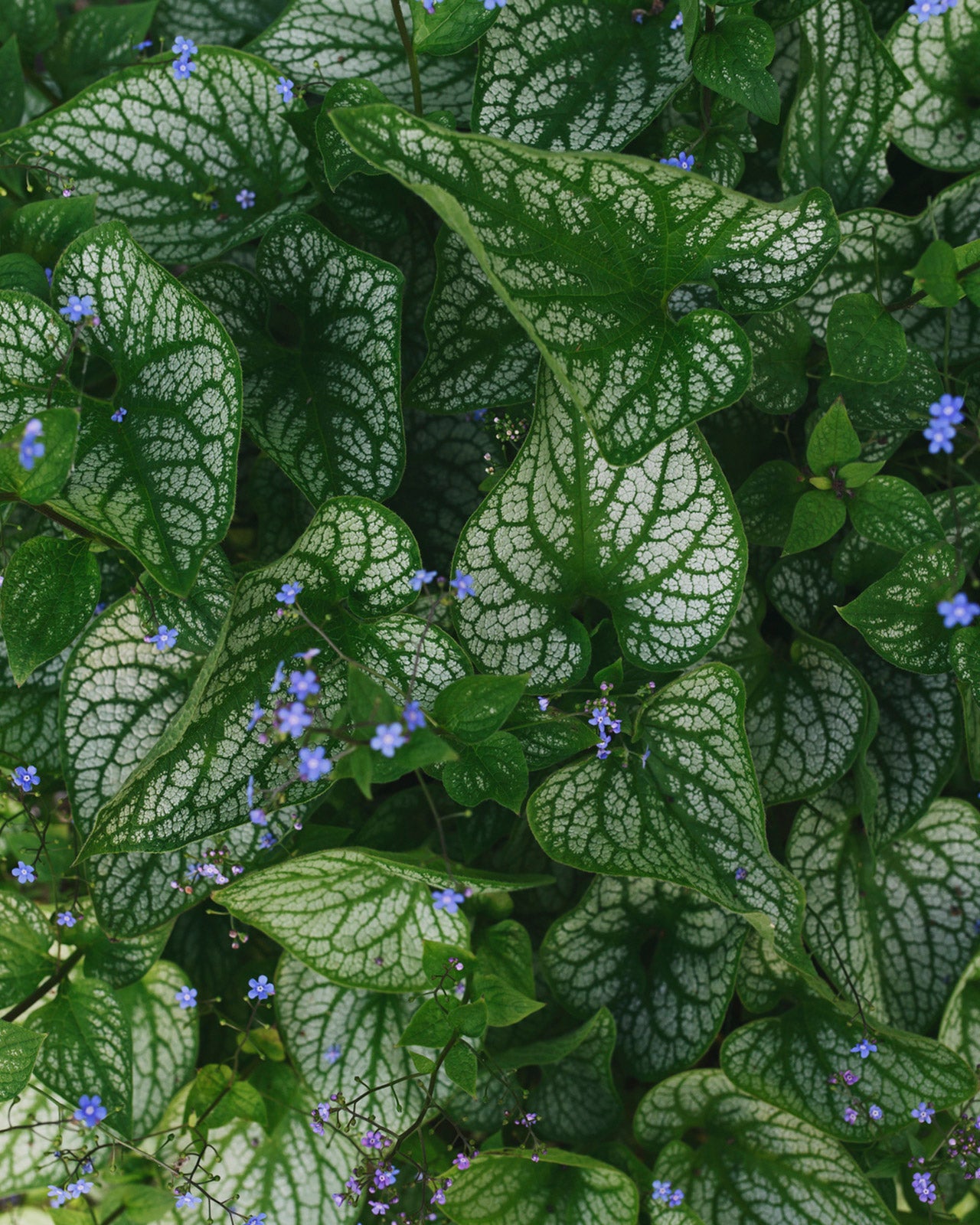 Brunnera macrophylla &