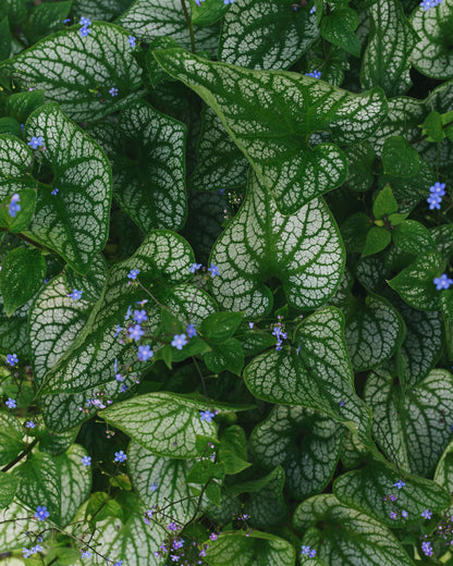 Brunnera macrophylla &