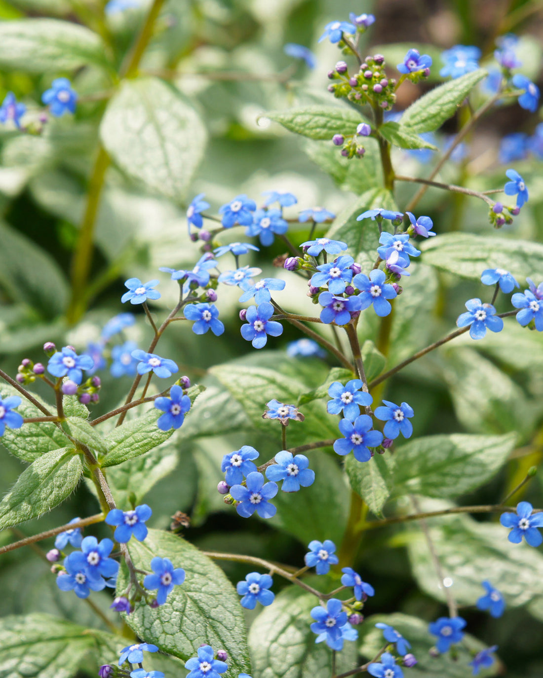 Brunnera macrophylla &
