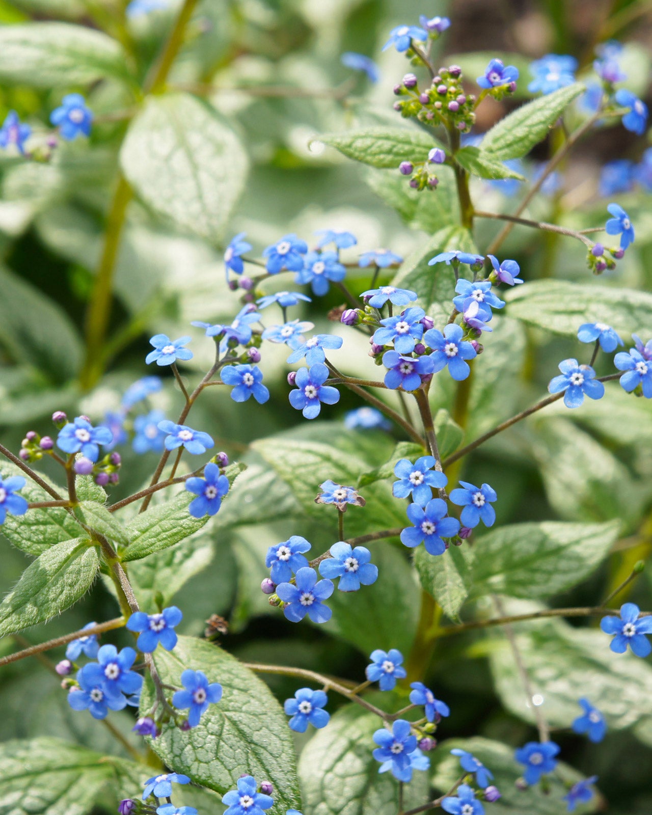 Brunnera macrophylla &