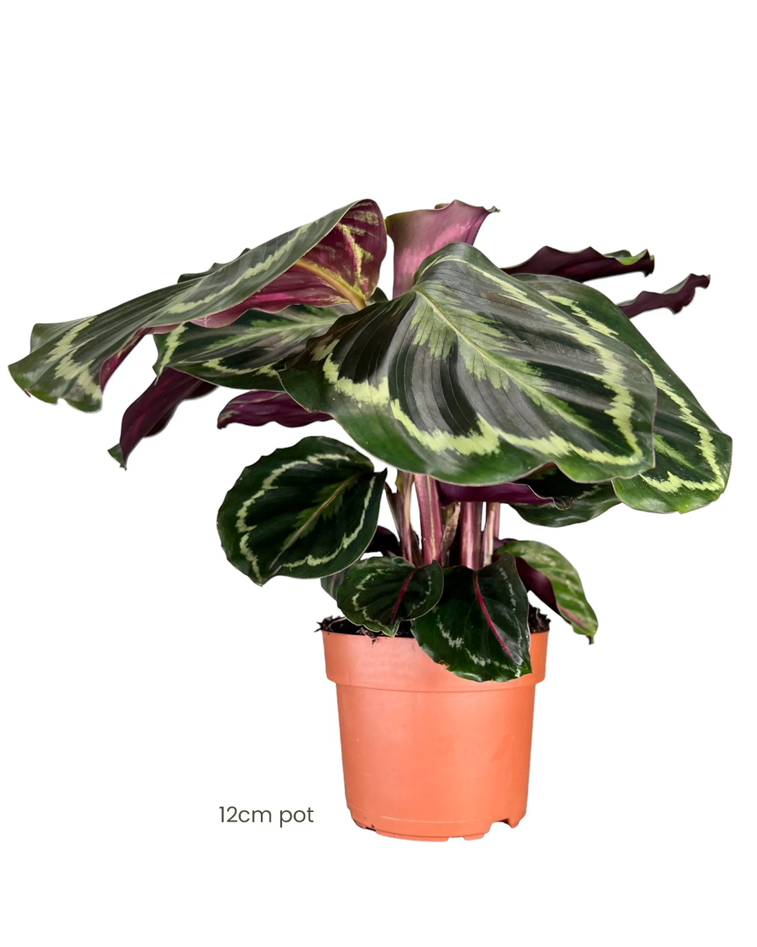 Calathea ‘Medallion’ 17cm