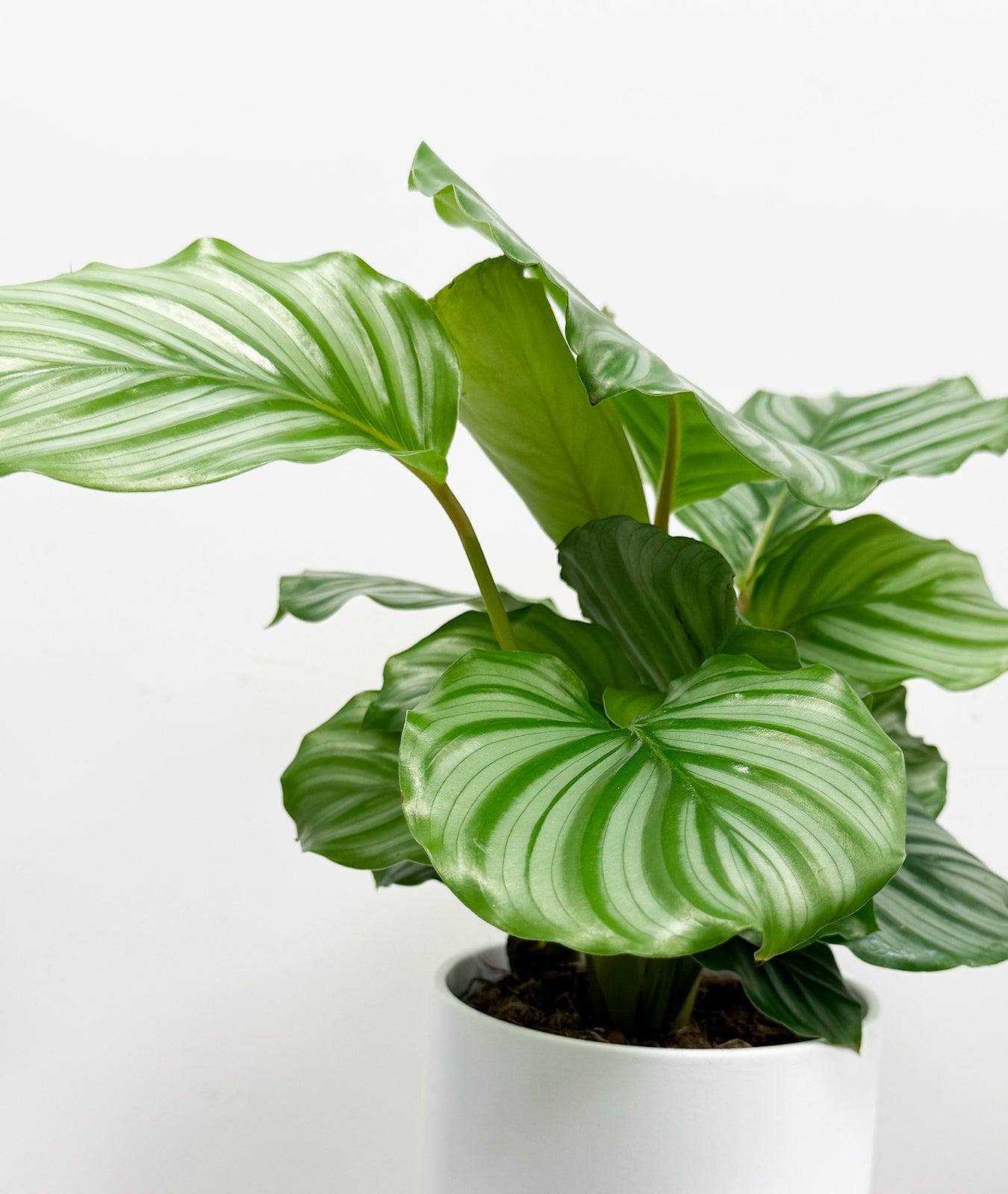 Calathea Orbifolia