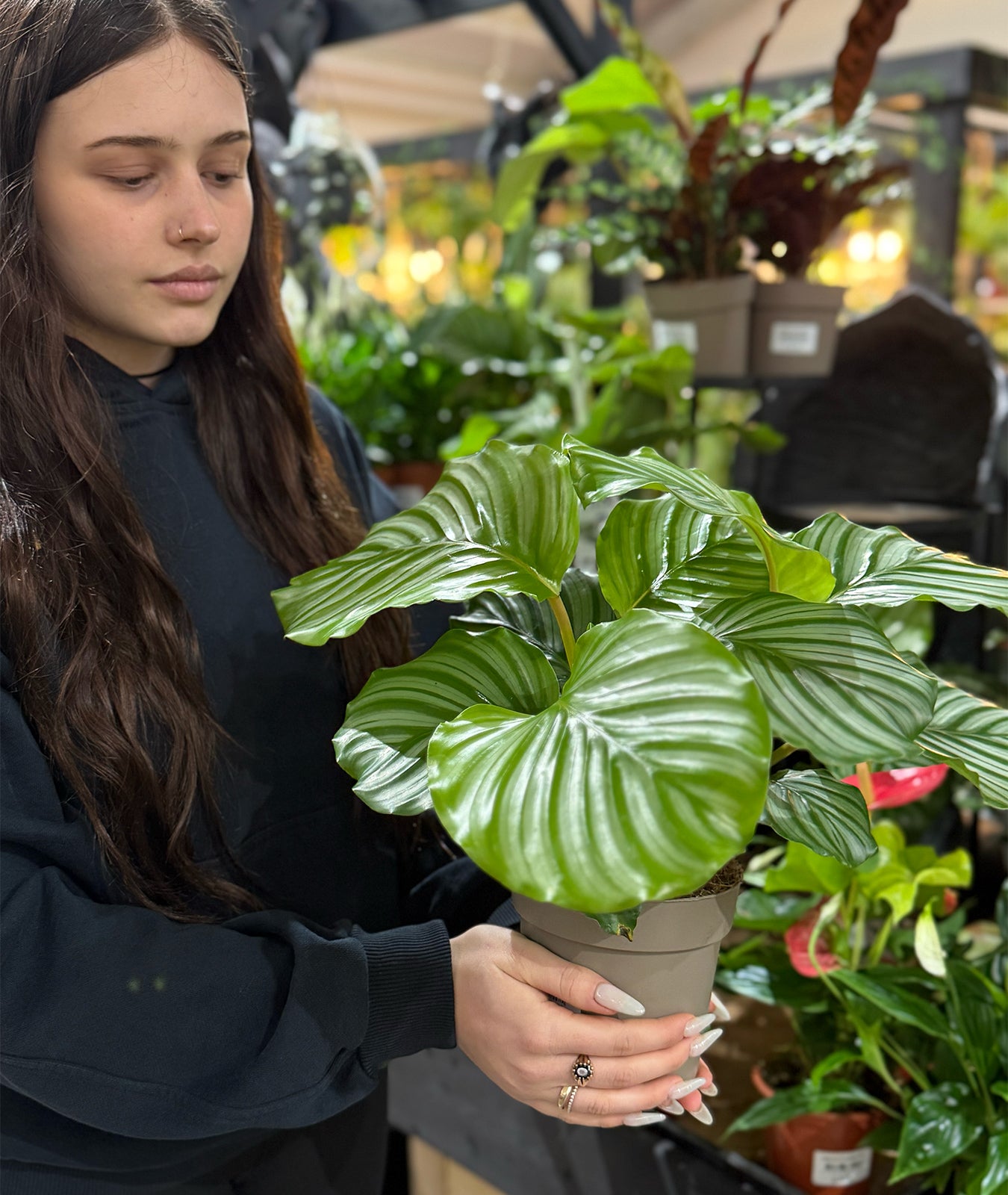 Calathea Orbifolia Houseplant