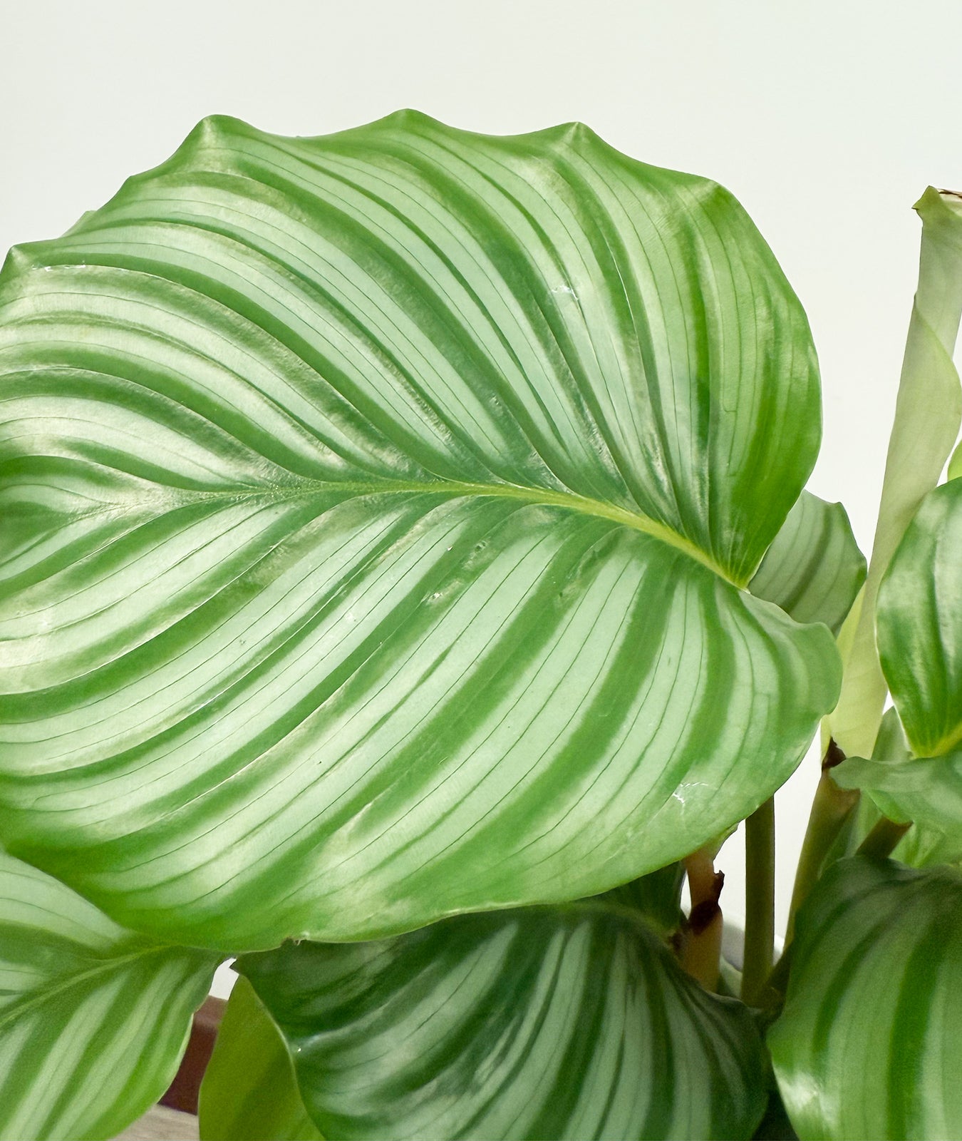 Calathea Orbifolia