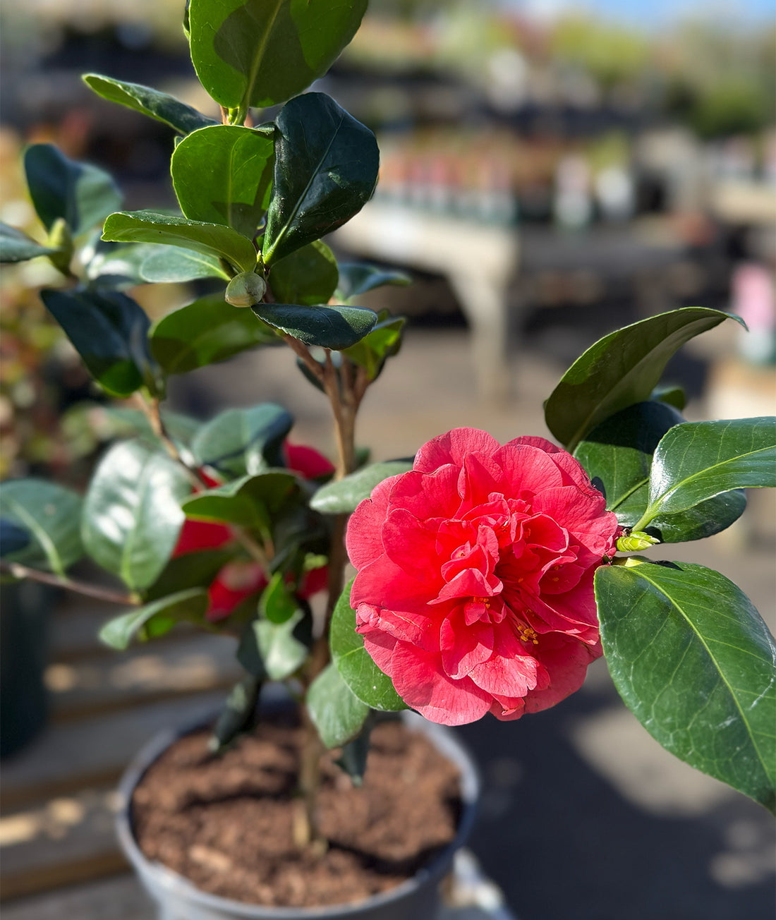Camellia &