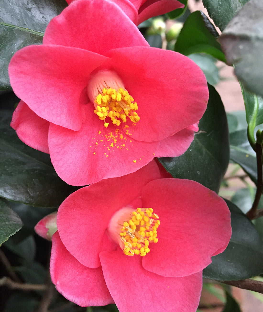 Camellia &