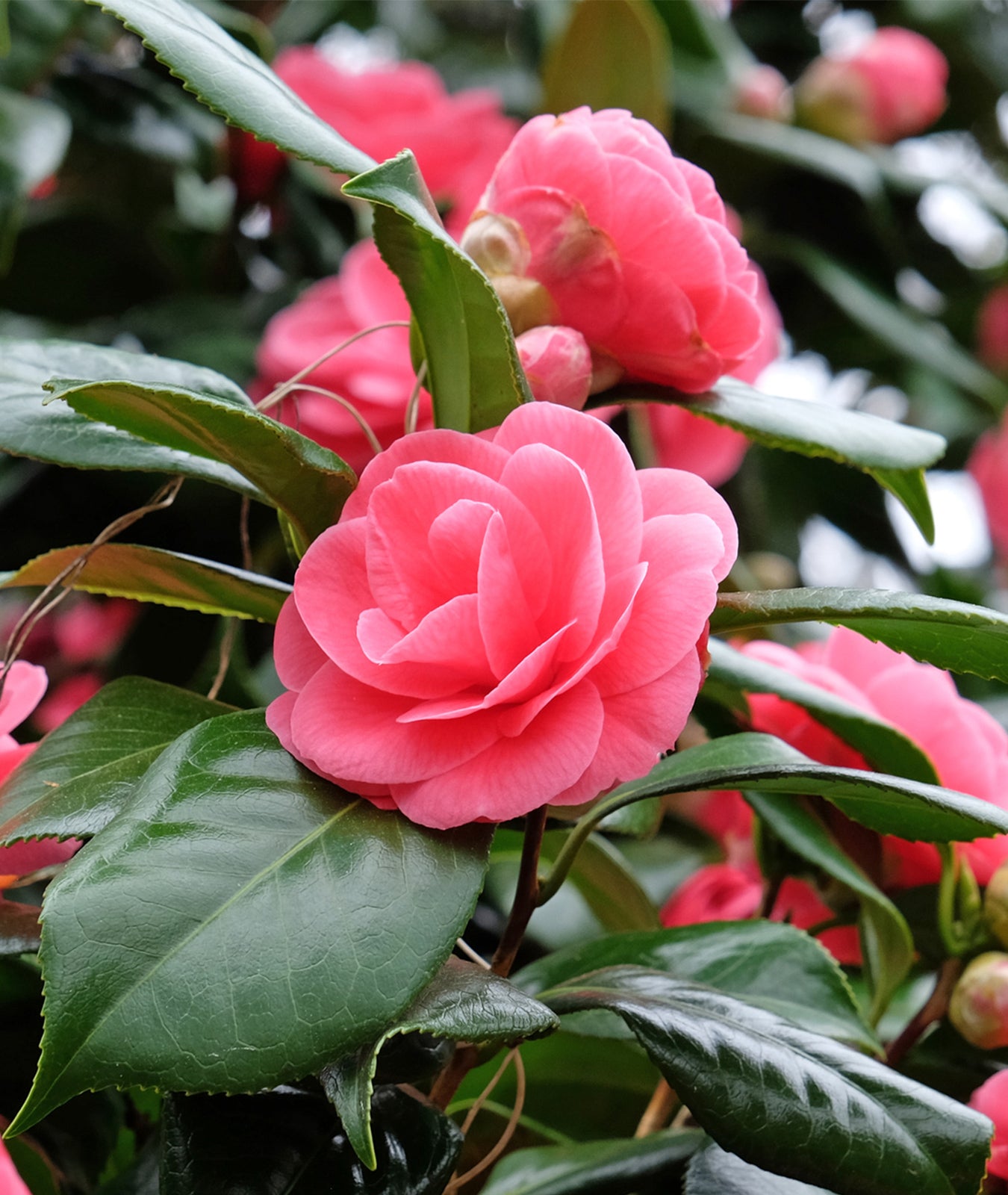Camellia &