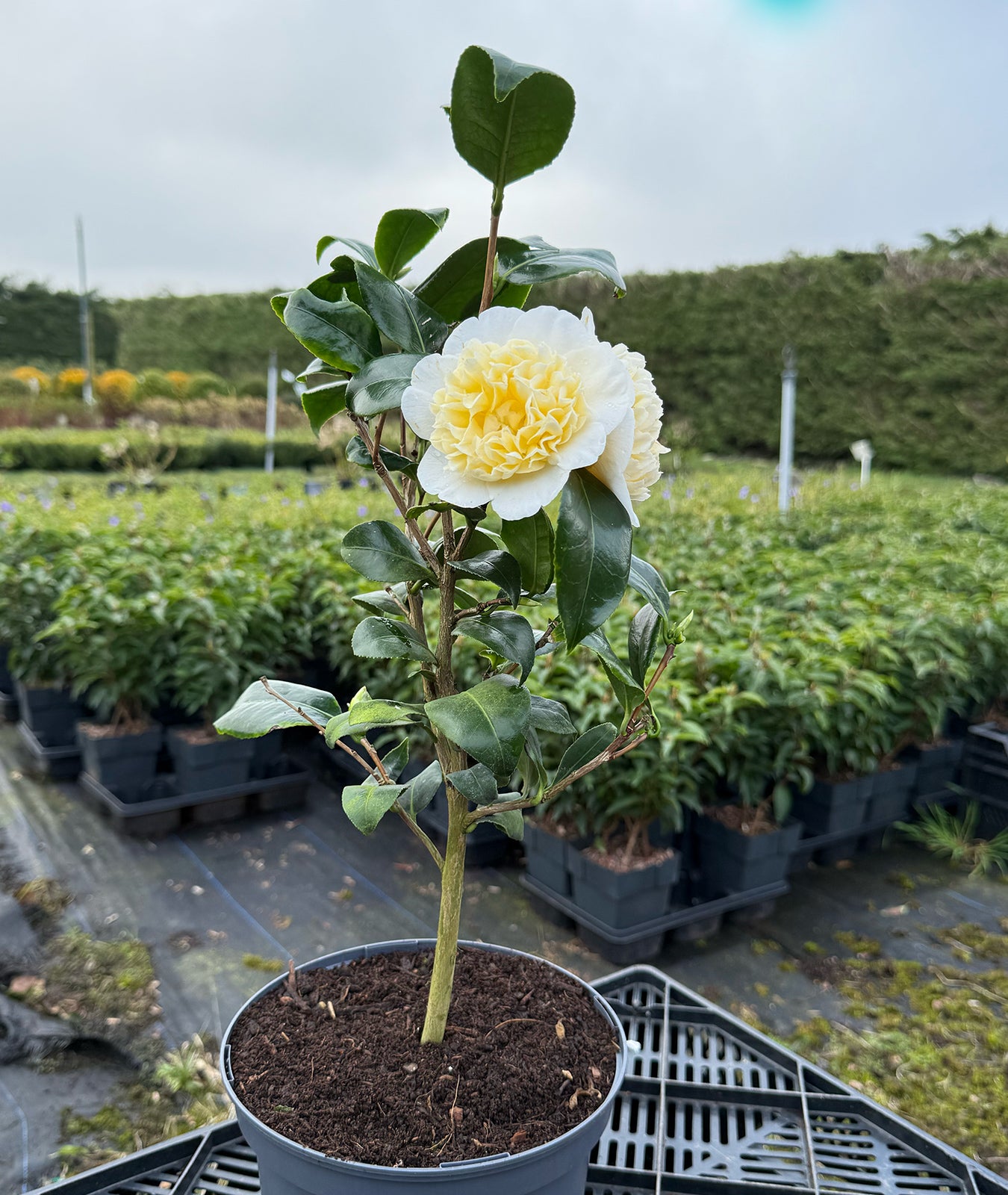 Camellia Brushfield Yellow 3L
