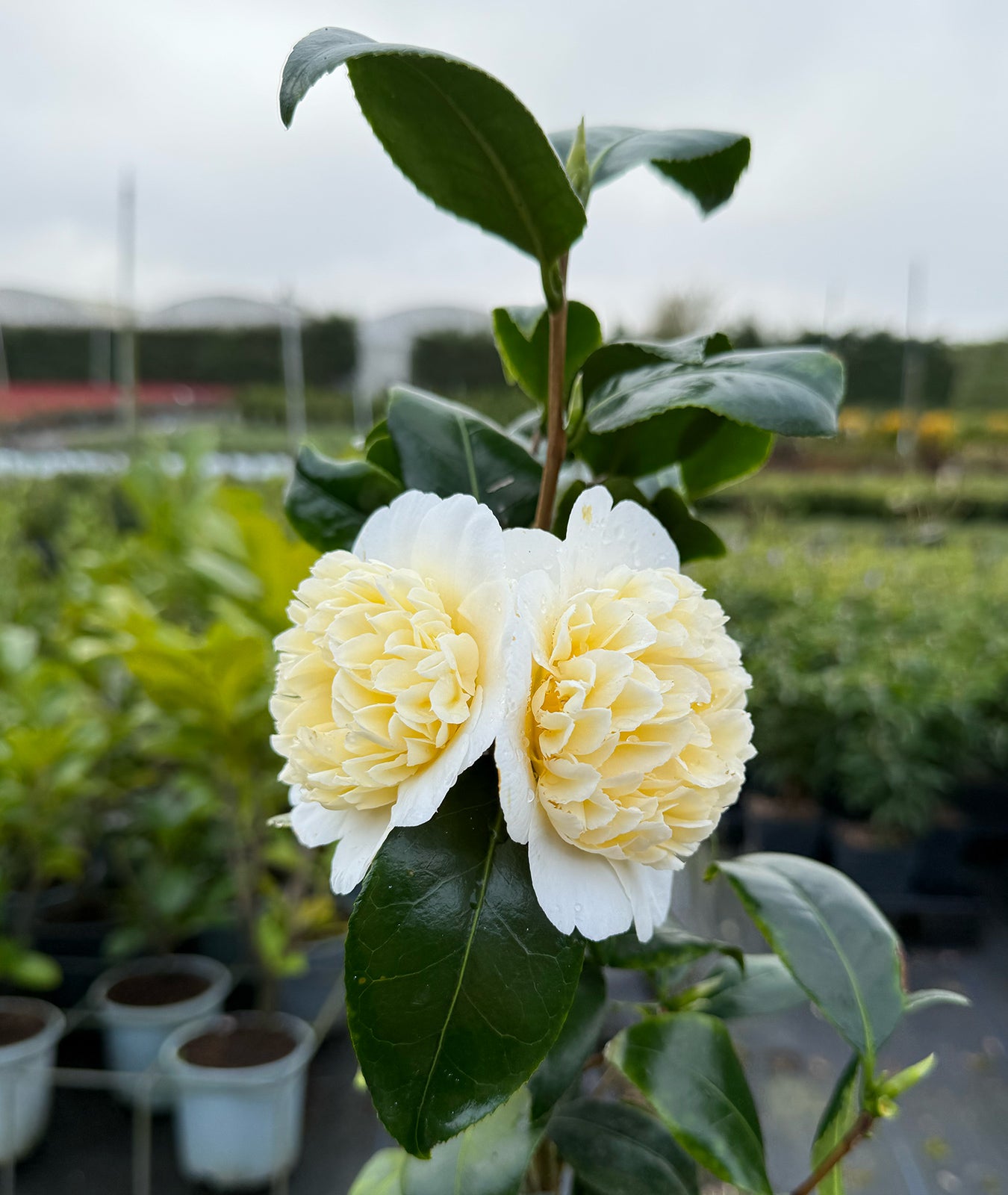 Camellia Brushfield Yellow 3L