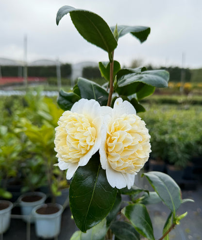 Camellia Brushfield Yellow 3L