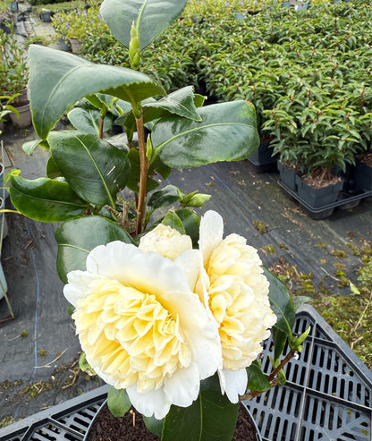 Camellia Brushfield Yellow 3L