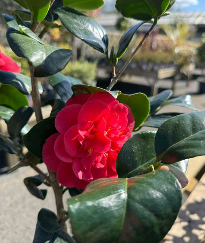 Camellia &