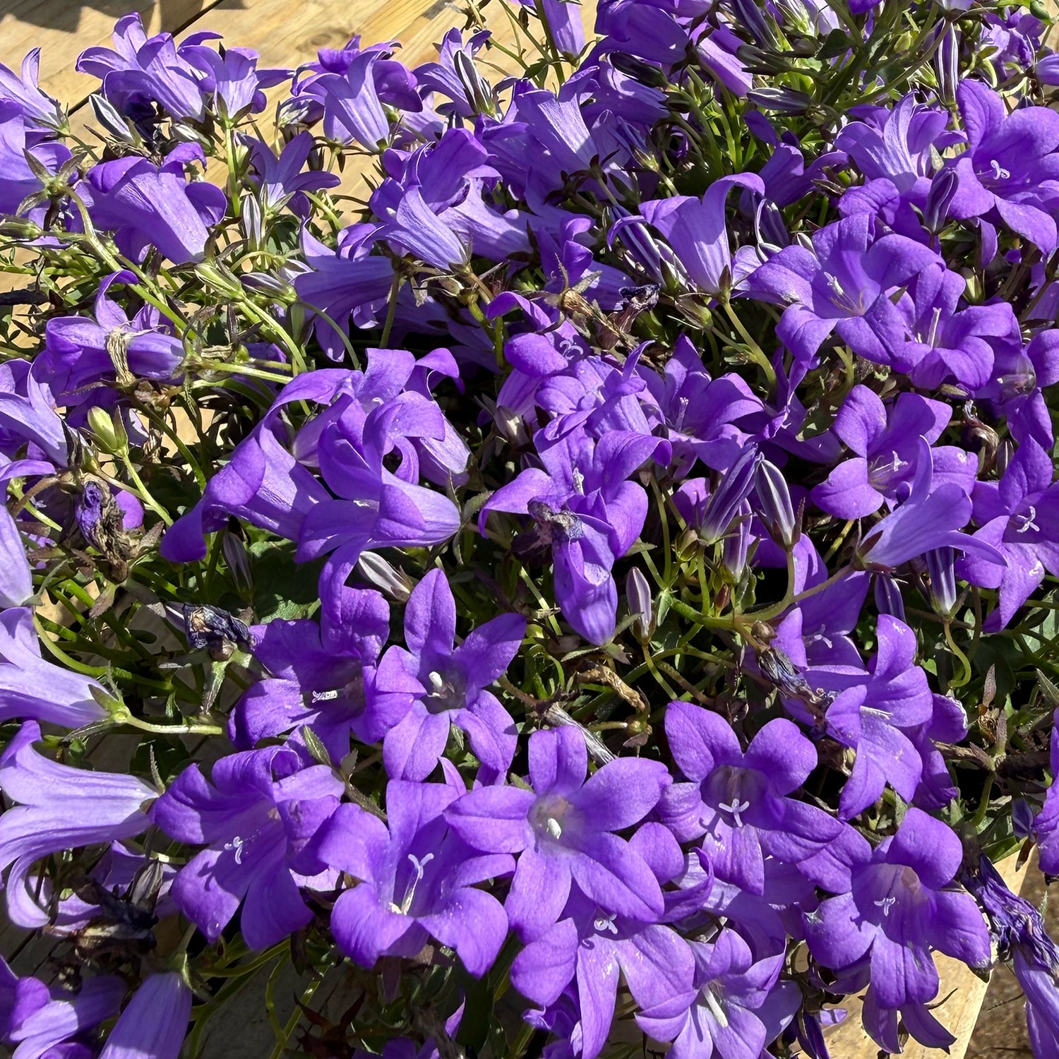 Campanula portenschlagiana &