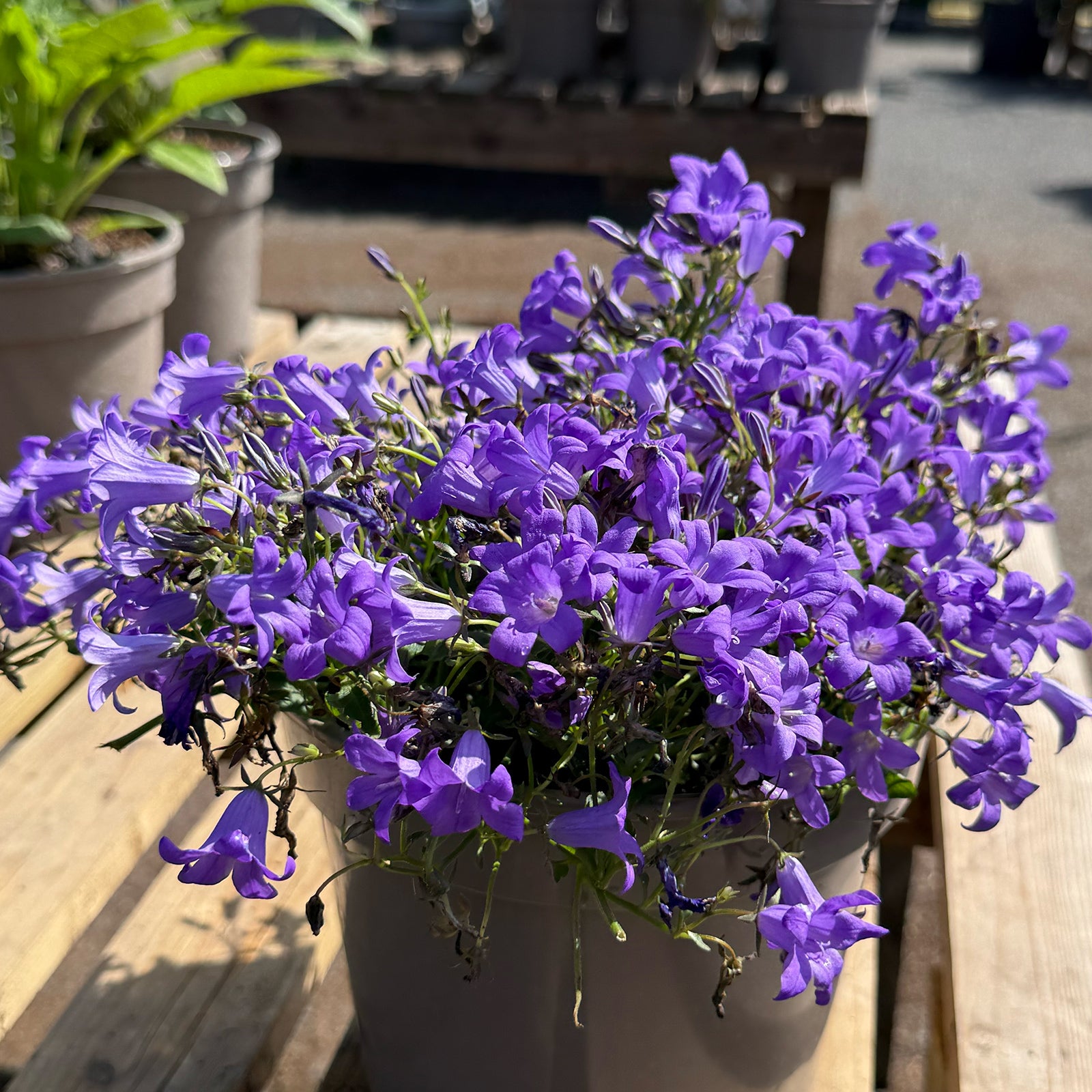 Campanula portenschlagiana &