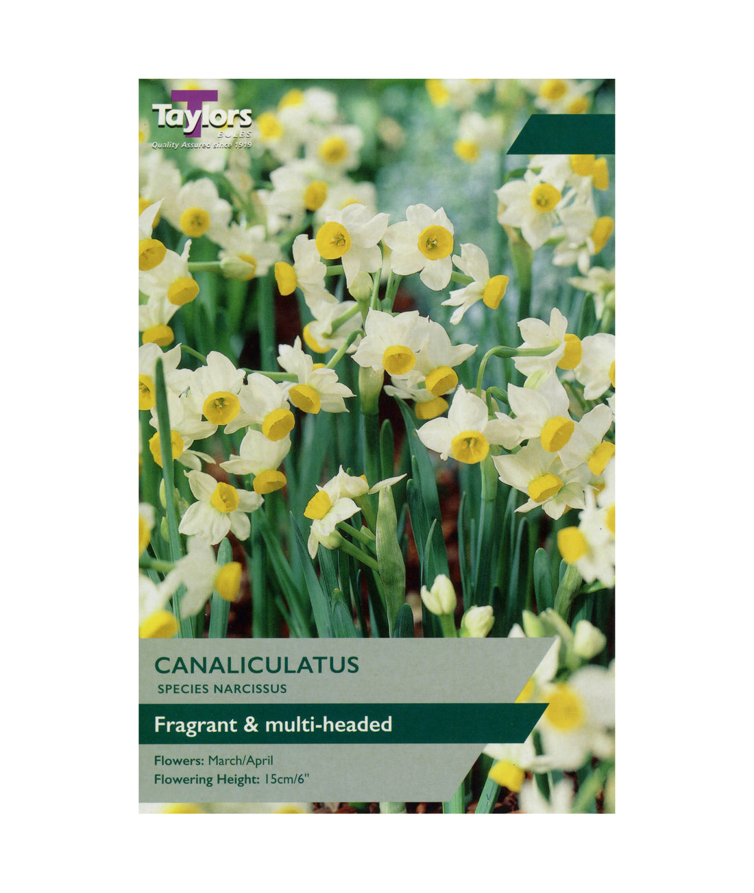 Narcissi &