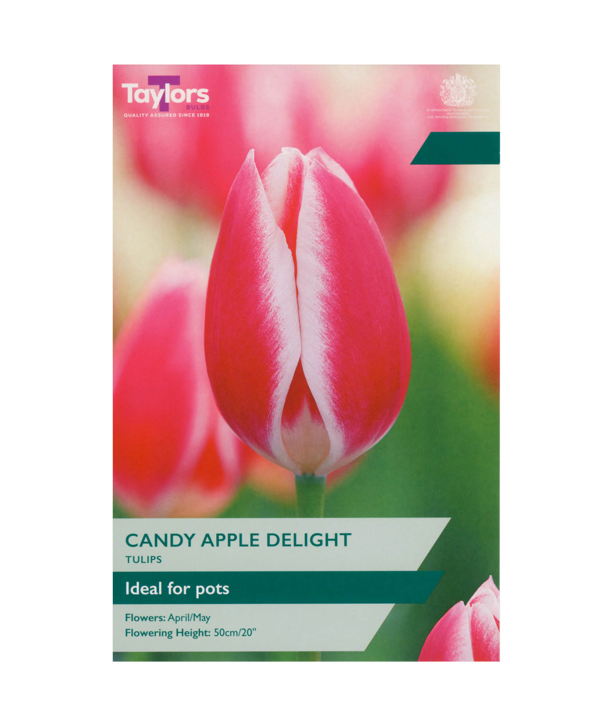 Tulipa &