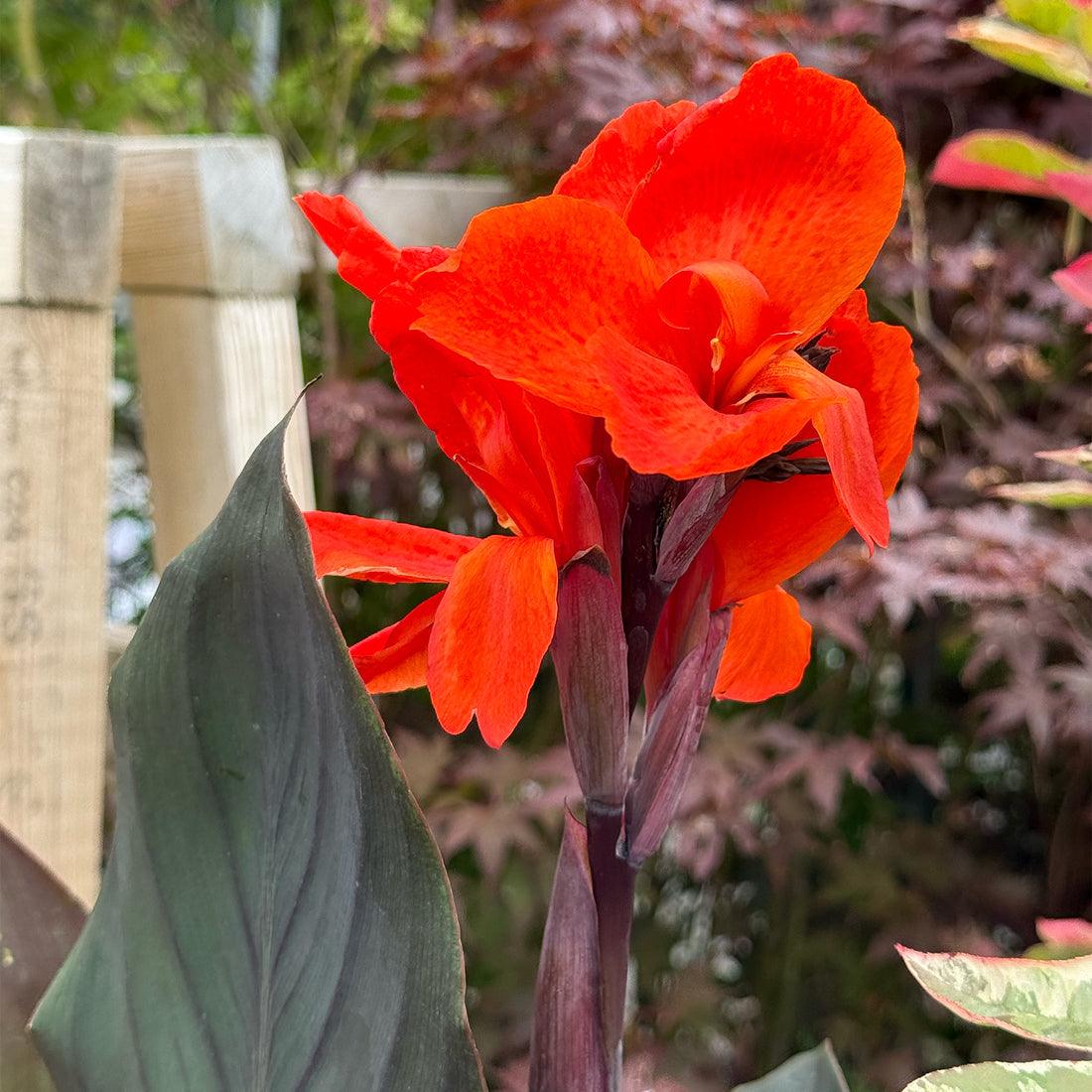 Canna &