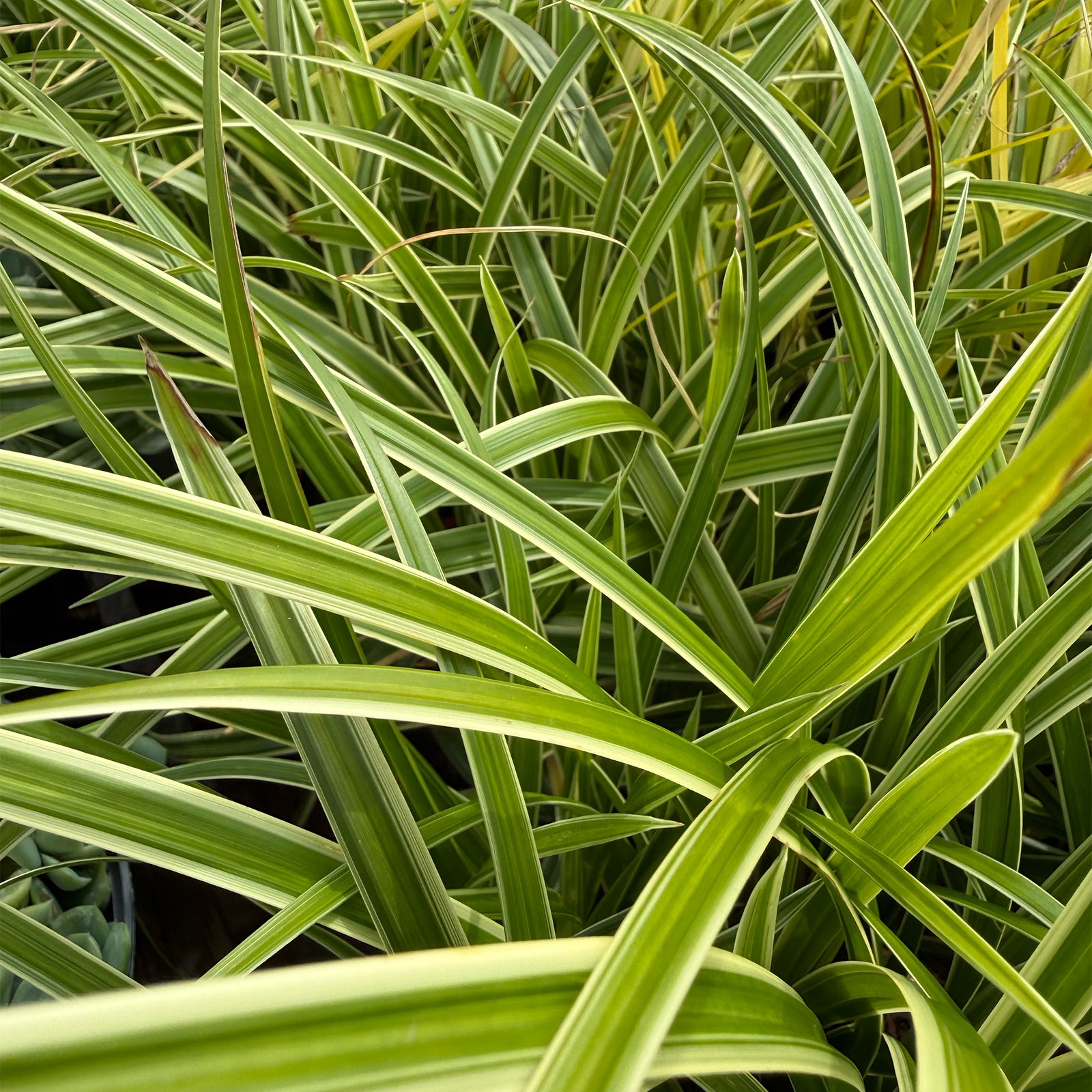 Carex morrowii &