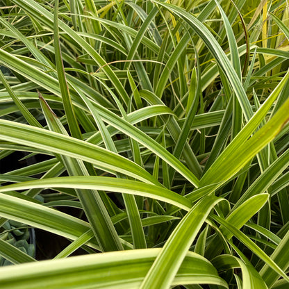 Carex morrowii &