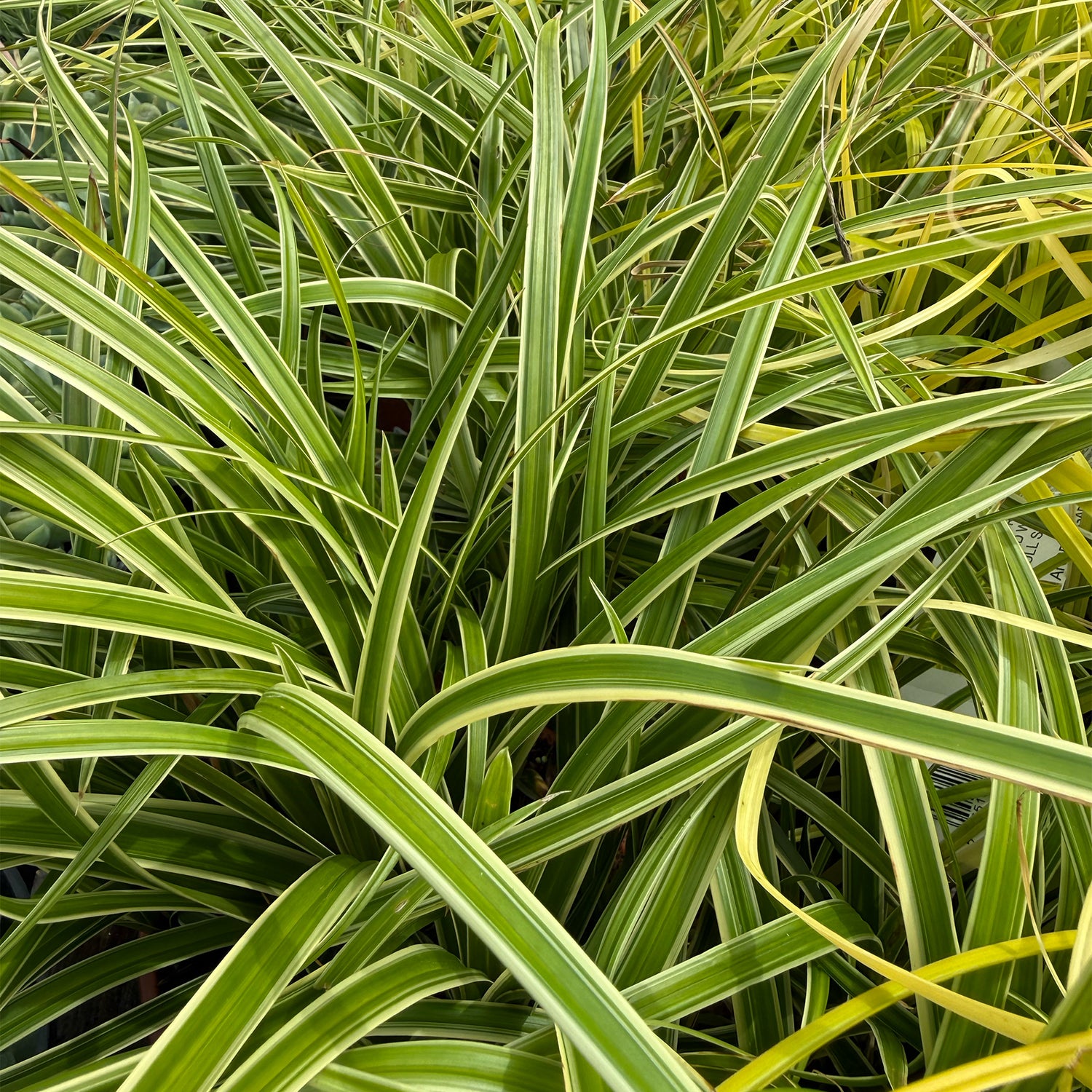 Carex morrowii &