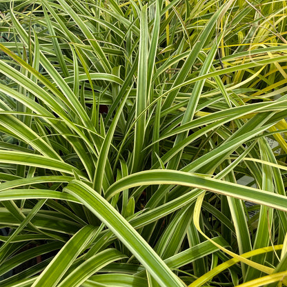 Carex morrowii &